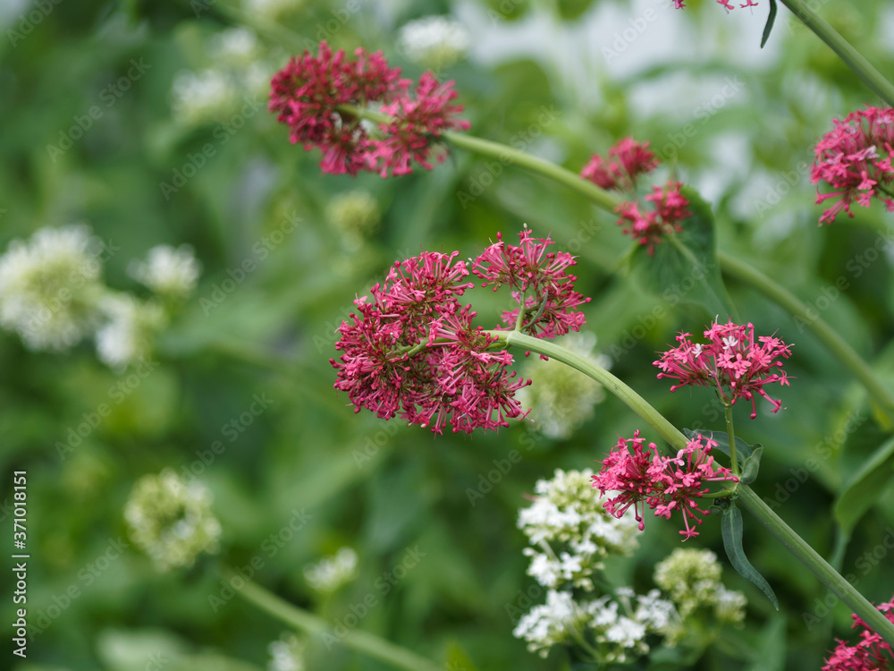 Red valerian or kiss-me-quick (Centranthus ruber) with rounded clusters of small brick red, pale pink or purplish red flowers and lanceolate, oval blue green foliage Red valerian or kiss-me-quick (Centranthus ruber) with rounded clusters of small brick red, pale pink or purplish red flowers and lanceolate, oval blue green foliage