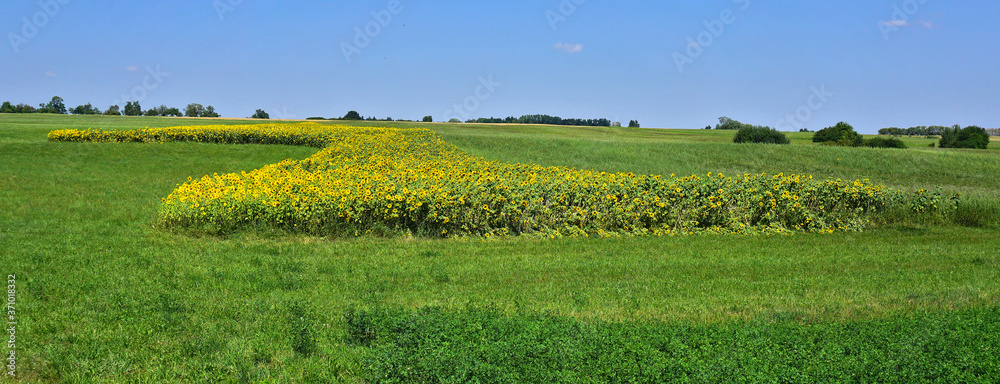 Fototapeta premium Sonnenblumenfeld, Baden Württemberg, Deutschland