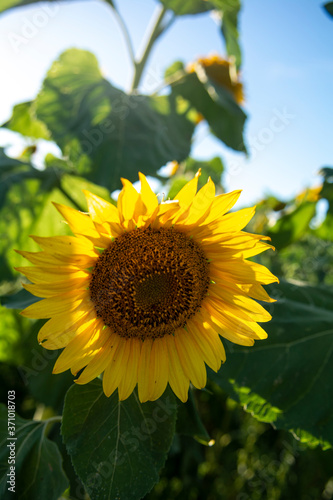 Beautiful sunflower in a farm field