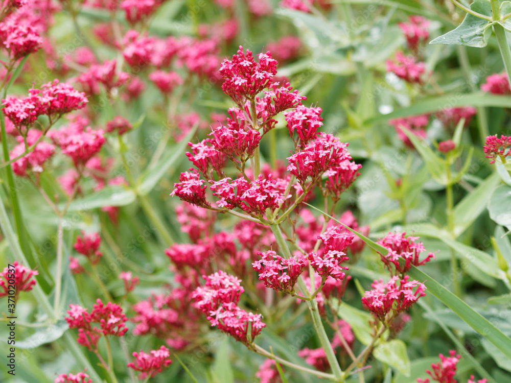 Red valerian or kiss-me-quick (Centranthus ruber) Red valerian or kiss-me-quick (Centranthus ruber)