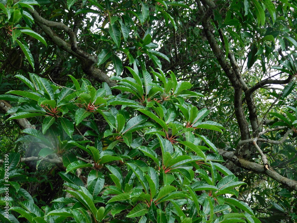 Obraz premium A view of Tree leaves in a forest