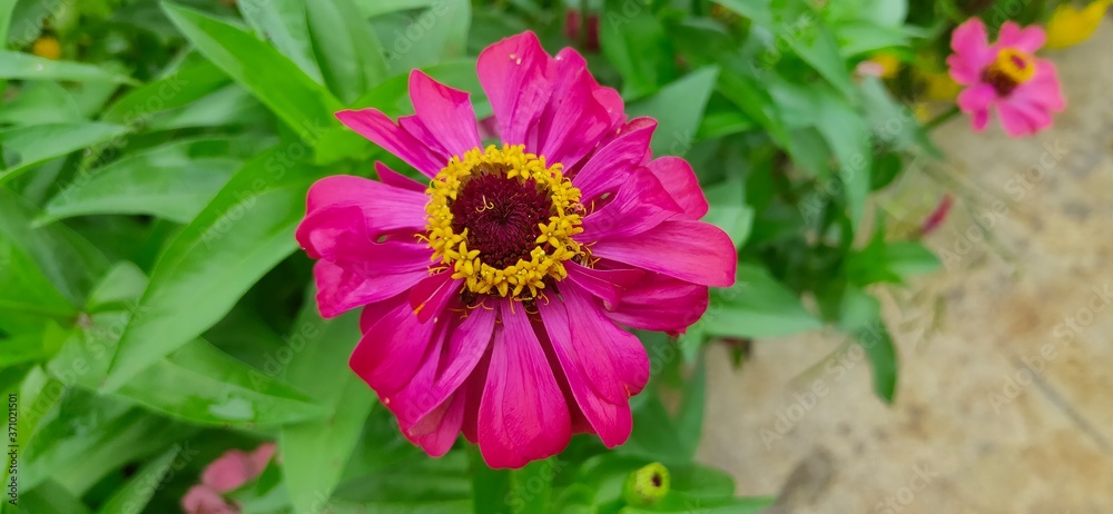 Fototapeta premium pink sunflowers (Helianthus annuus L) in the garden 
