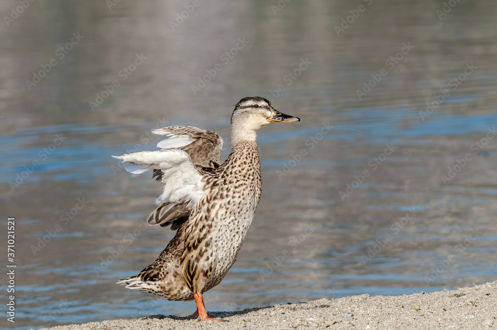 Female of mallard (Anas platyrhynchos) in Malibu Lagoon, California, USA Female of mallard (Anas platyrhynchos) in Malibu Lagoon, California, USA