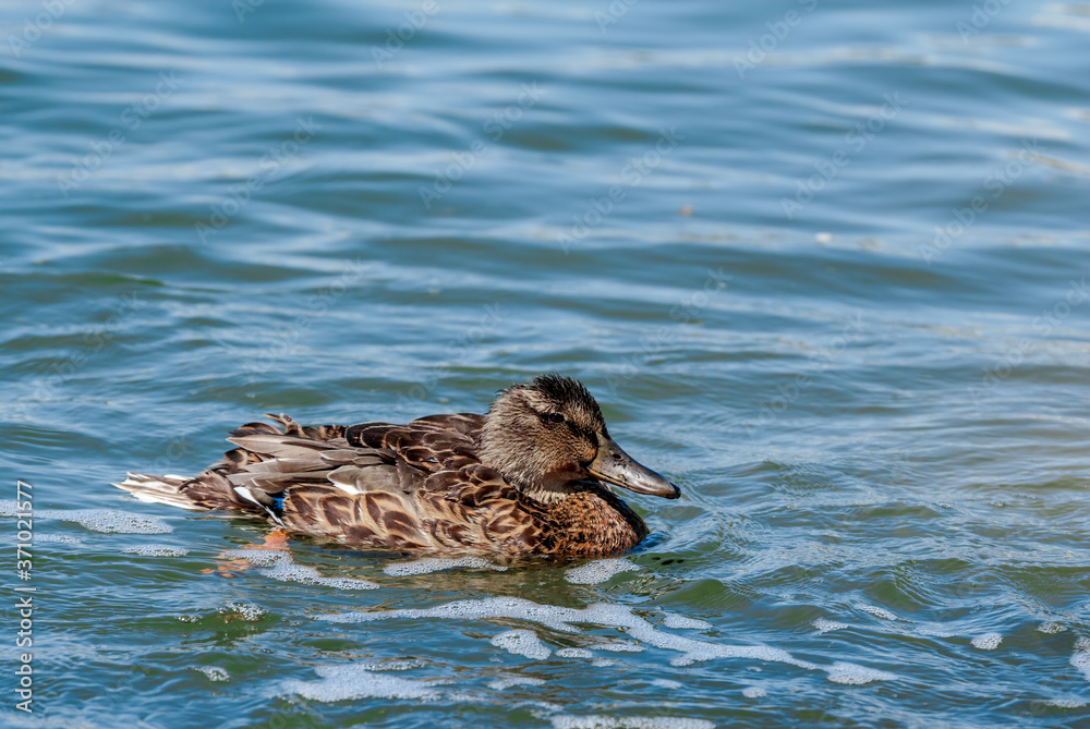 Female of mallard (Anas platyrhynchos) in Malibu Lagoon, California, USA Female of mallard (Anas platyrhynchos) in Malibu Lagoon, California, USA