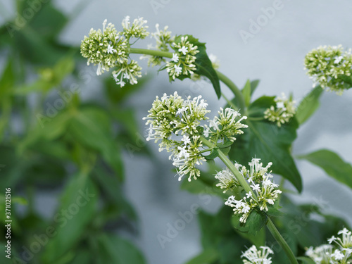 Rounded clusters of white flowers of Centranthus ruber 'Albus' photo