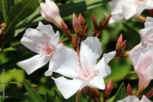 Oleander mit weißen Blüten