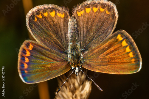 Foto Aricia agestis, the brown argus, is a butterfly in the family Lycaenidae