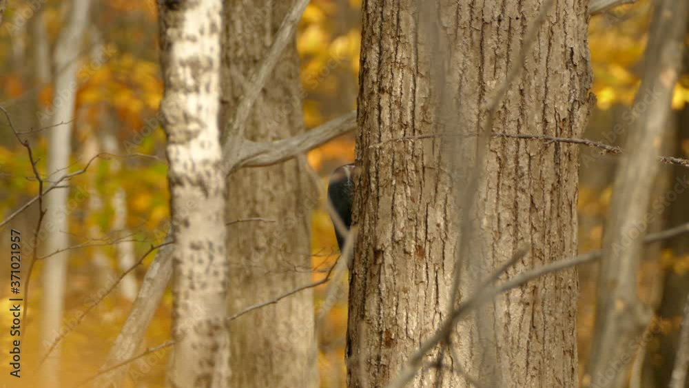 Picturesque autumn scene with large woodpecker bird actively searching Picturesque autumn scene with large woodpecker bird actively searching