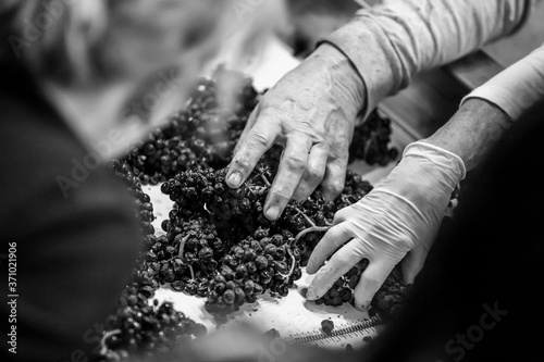 Grainy, high-contrast black and white image of male hands sorting wine grapes on a conveyor belt. Shallow depth of field. 