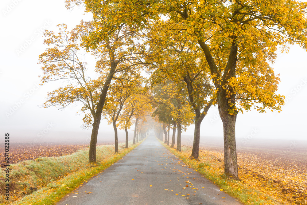 Horizontal view of Golden Autumn season with Beautiful romantic alley in a park with colorful trees and fog. autumn nature background. Autumn gold trees in a field.
The concept of calm.