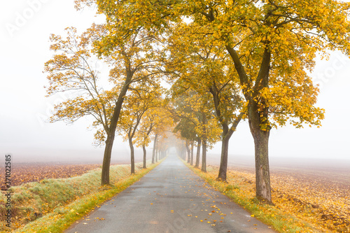 Horizontal view of Golden Autumn season with Beautiful romantic alley in a park with colorful trees and fog. autumn nature background. Autumn gold trees in a field. The concept of calm.