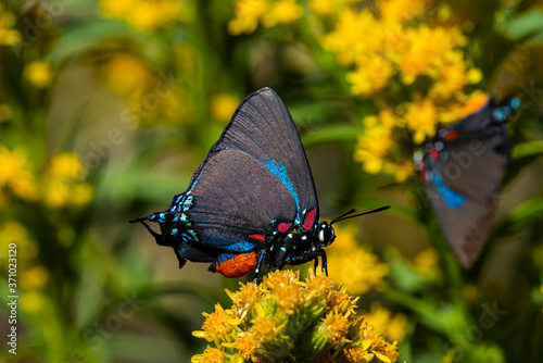 Great Purple Hairstreak (Atlides halesus (Cramer)) Feeding on Rabbitbrush photo