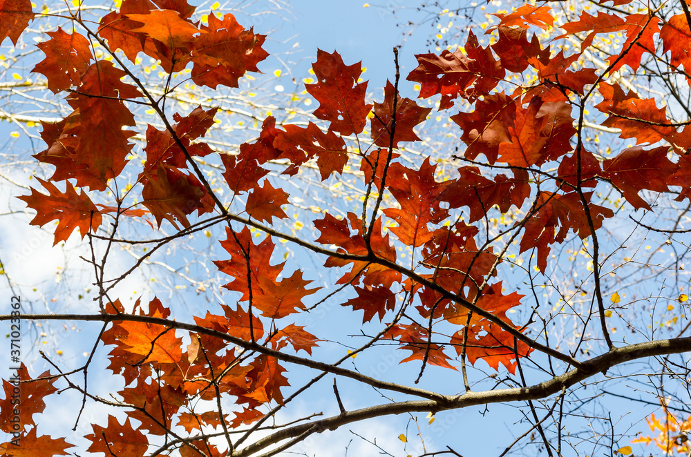 red autumn leaves