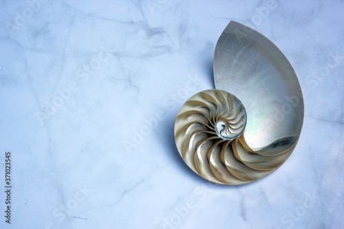 shell pearl nautilus Fibonacci section spiral pearl symmetry half cross golden ratio shell fibonacci structure growth close up mother of pearl   pompilius nautilus   - stock photo photograph image