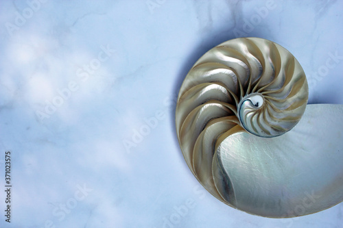 Nautilus shell with copy space concrete stone marble background cross section symmetry Fibonacci spiral sequence 