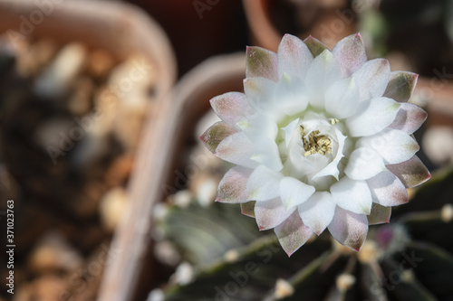 Blooming white flower of Gymnocalycium Friedrichii LB2178. photo