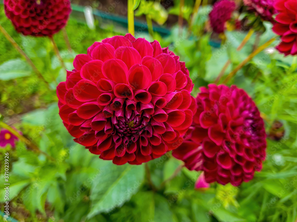 red dahlia flowers red dahlia flowers