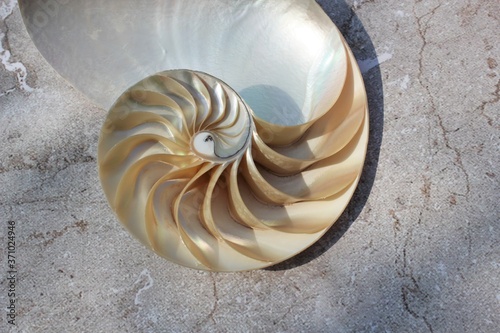 Nautilus shell with copy space concrete stone background cross section symmetry Fibonacci spiral sequence 