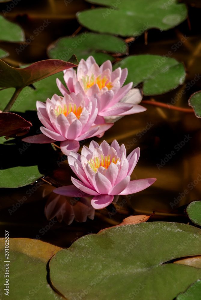 Hybrid Waterlily (Nymphaea hybridum) in park Hybrid Waterlily (Nymphaea hybridum) in park