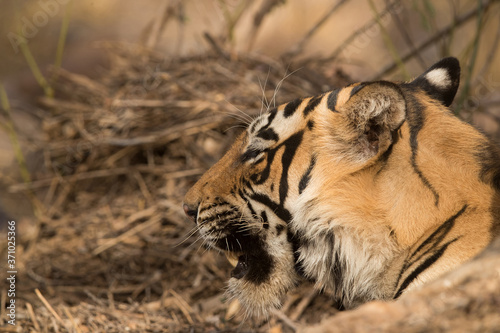 Closeup of tiger cub  Wildlife National Tiger Reserve  India