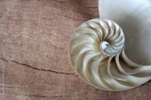 Nautilus shell with copy space wooden background cross section symmetry Fibonacci spiral sequence number
