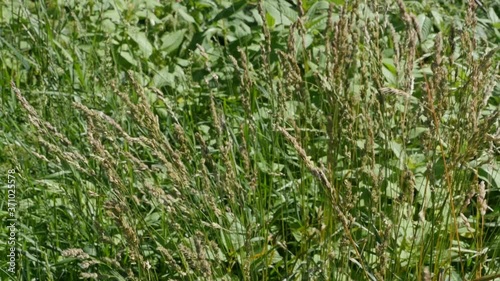 ears of wild cereals sway in the wind, green meadow
