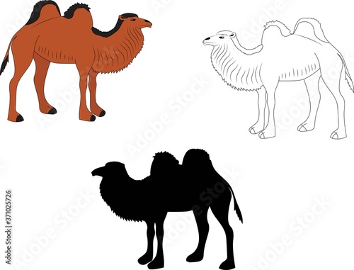 Colored  outline and silhouette of camels. Illustrations for kids coloring book