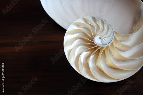 Nautilus shell with copy space wooden background cross section symmetry Fibonacci spiral sequence number golden ratio pearl 