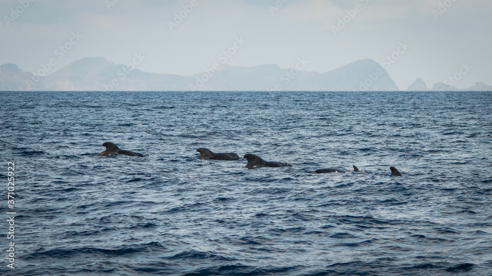 Fototapeta premium Delfiny