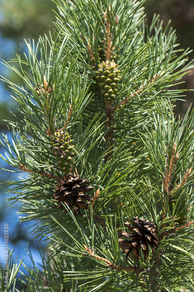 Old and new cones on a green pine branch. Photographs of summer nature. Old and new cones on a green pine branch. Photographs of summer nature.