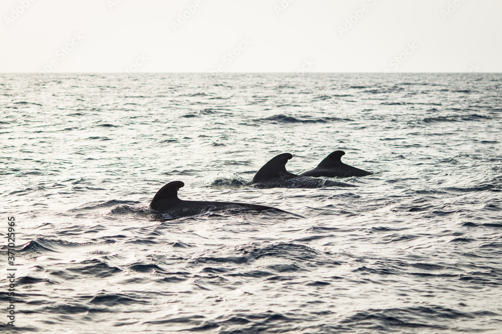 Fototapeta premium Delfiny