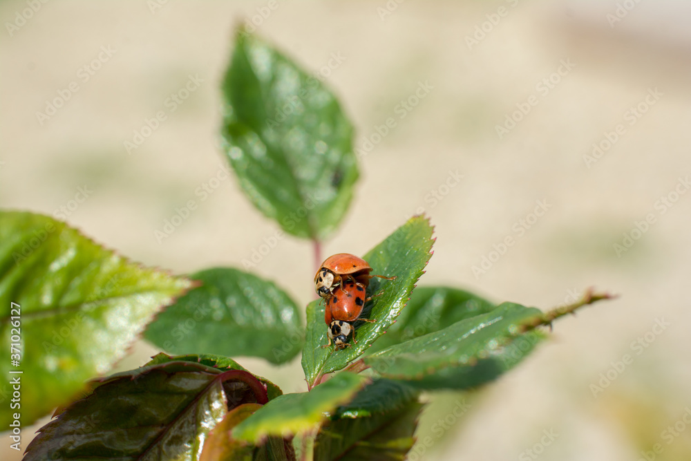 Mating ladybugs
Mating ladybugs
