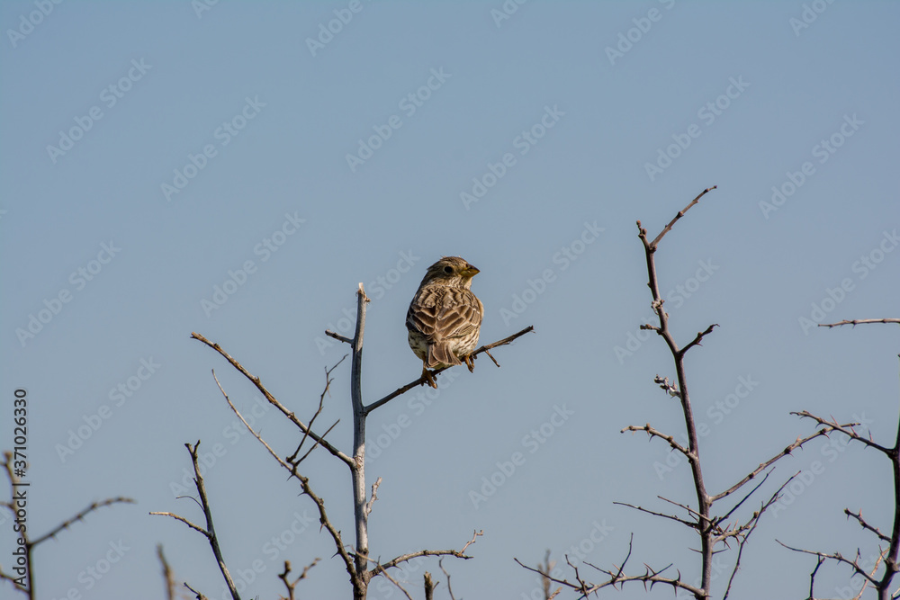 Bird perched on a branch Bird perched on a branch