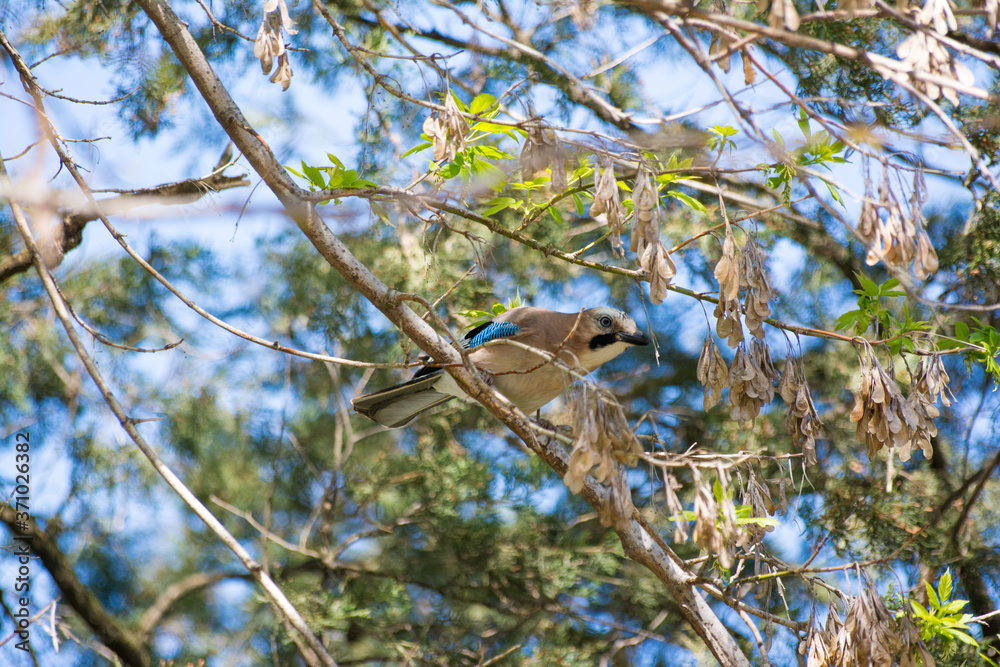 Eurasian jay looking between branches Eurasian jay looking between branches