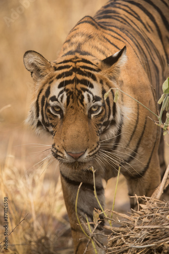 Tigress T60 cub on walk  Wildlife National Tiger Reserve  India