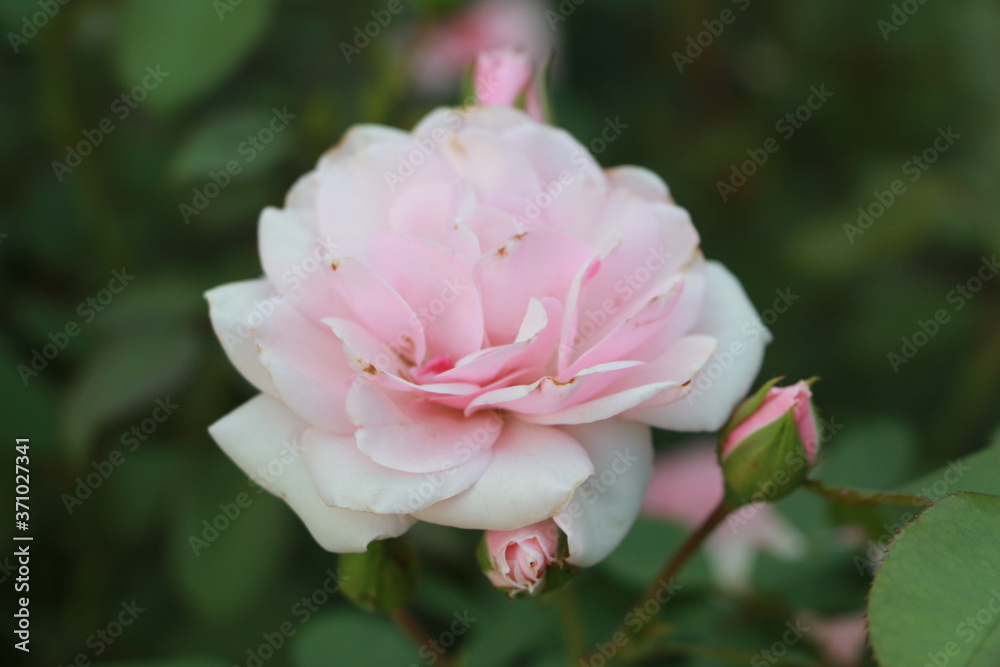 pink rose in the garden pink rose in the garden