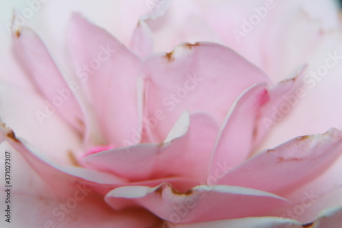 close up of pink rose © Viktoriya3V