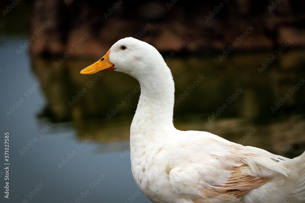 White duck at a river