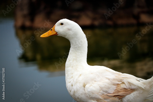 White duck at a river