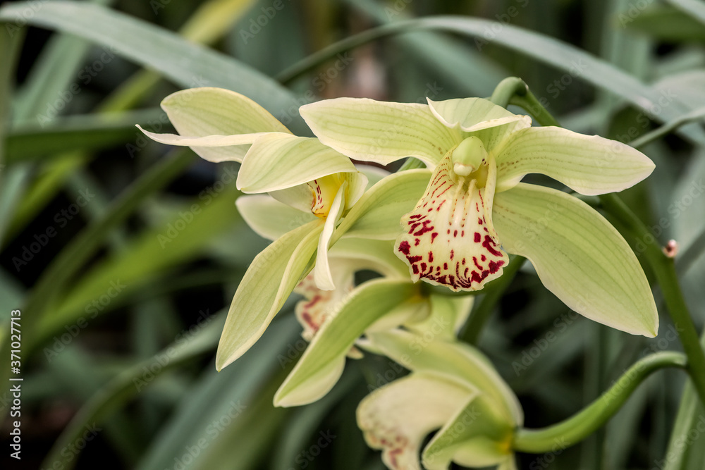 Obraz premium Boat Orchid (Cymbidium cv) in greenhouse