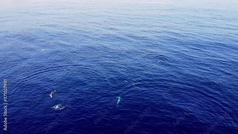 Pod Of Playful Spinner Dolphins Jumping Spinning And Splashing In The Ocean. - aerial drone Pod Of Playful Spinner Dolphins Jumping Spinning And Splashing In The Ocean. - aerial drone