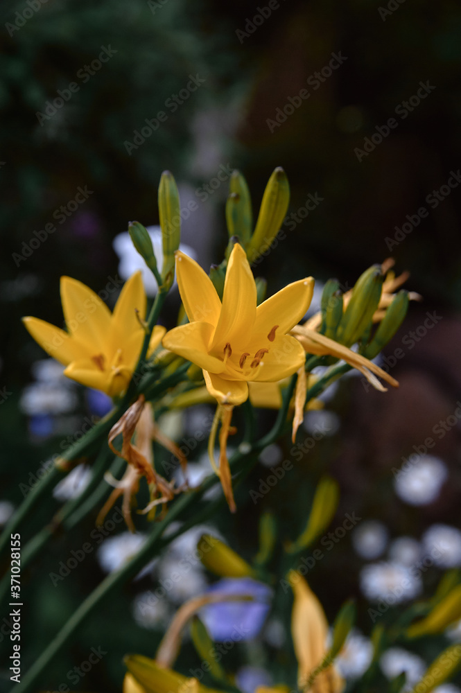flower yellow daylily, bush, evening light cloudy flower yellow daylily, bush, evening light cloudy