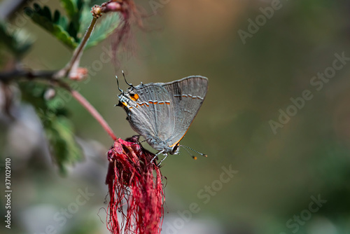 Gray Hairstreak Butterfly (Strymon melinus) lycaenids photo