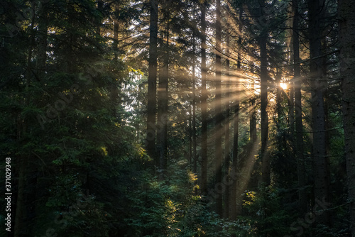 Natural  authentic long rays of the morning sun going through the dark forest