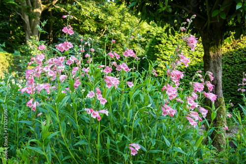 Canvas Print Low angle shot in English cottage garden of pale pink, red and white flowers of beard tongue, Penstemon 'MacPenny's Pink', in a bright cottage garden border with mature bay tree and hedge behind