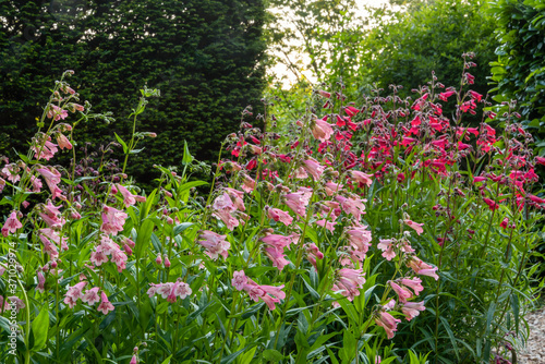 Group of Penstemon 'MacPenny's Pink' (foreground) and Penstemon 'Schoenholzeri' backlit with evening sun. Blurred dark green hedging behind. photo