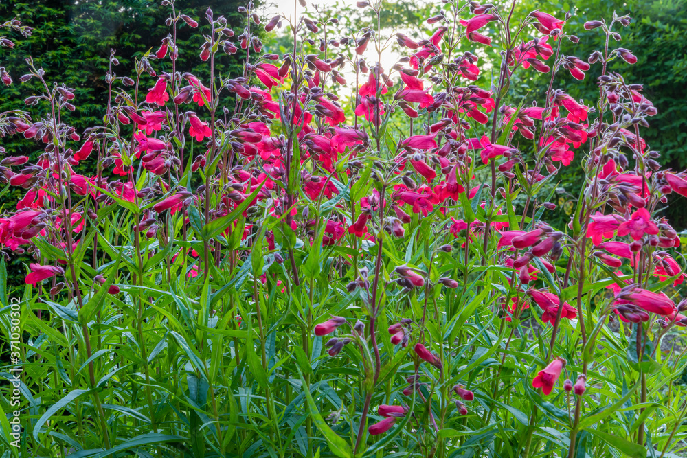 Flower spikes and foliage of Penstemon `Schoenholzeri` beard-tongue (Penstemon hartwegii 'Firebird') in English cottage garden, with dark green conifer hedge behind. Backlit by warm evening sun. Flower spikes and foliage of Penstemon `Schoenholzeri` beard-tongue (Penstemon hartwegii 'Firebird') in English cottage garden, with dark green conifer hedge behind. Backlit by warm evening sun.