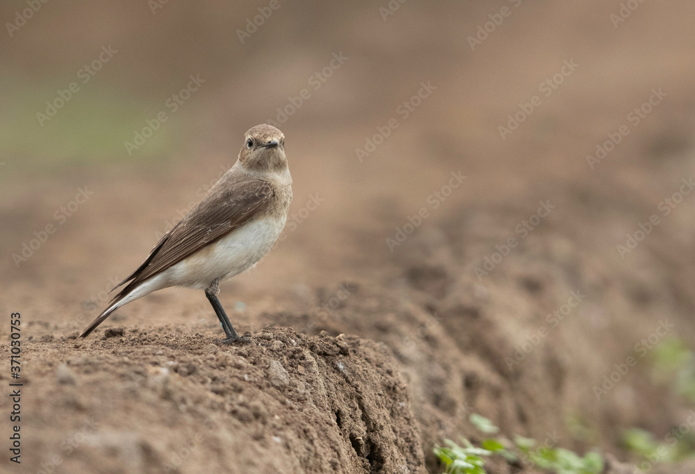 Pied wheatear on a mound of farmland, Bahrain Pied wheatear on a mound of farmland, Bahrain