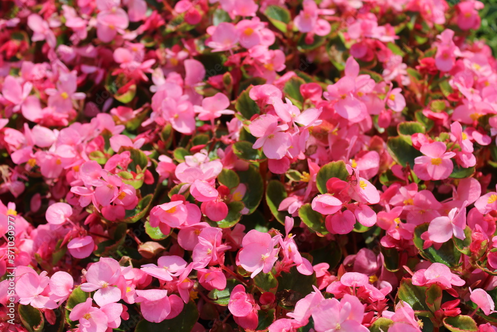 Obraz premium Semperflorens-Begonien 