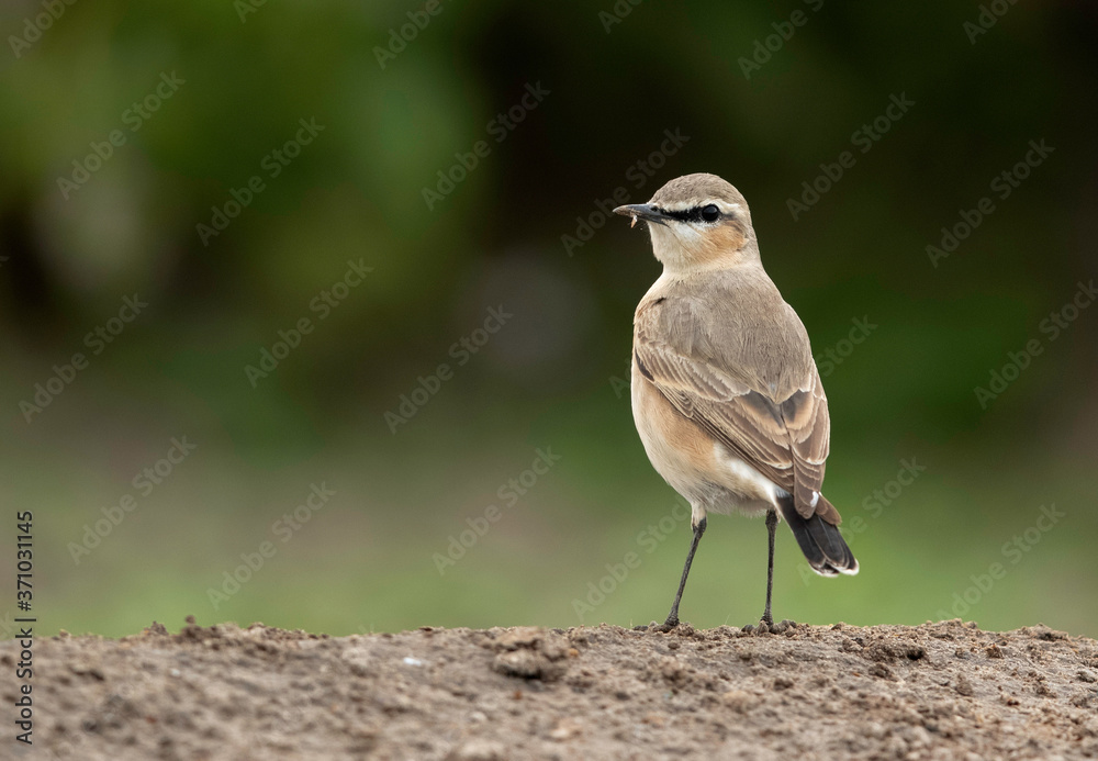 Isabelline Wheatear perched on the ground, Bahrain